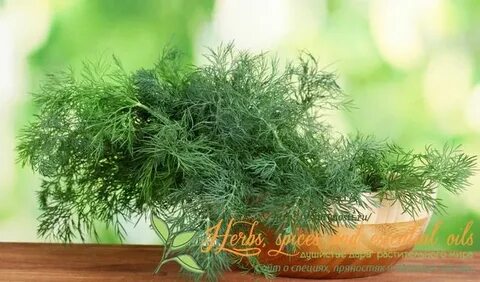 تصویر 3 از قیمت خرید سبزی شوید خشک صادراتی + فروش سریع